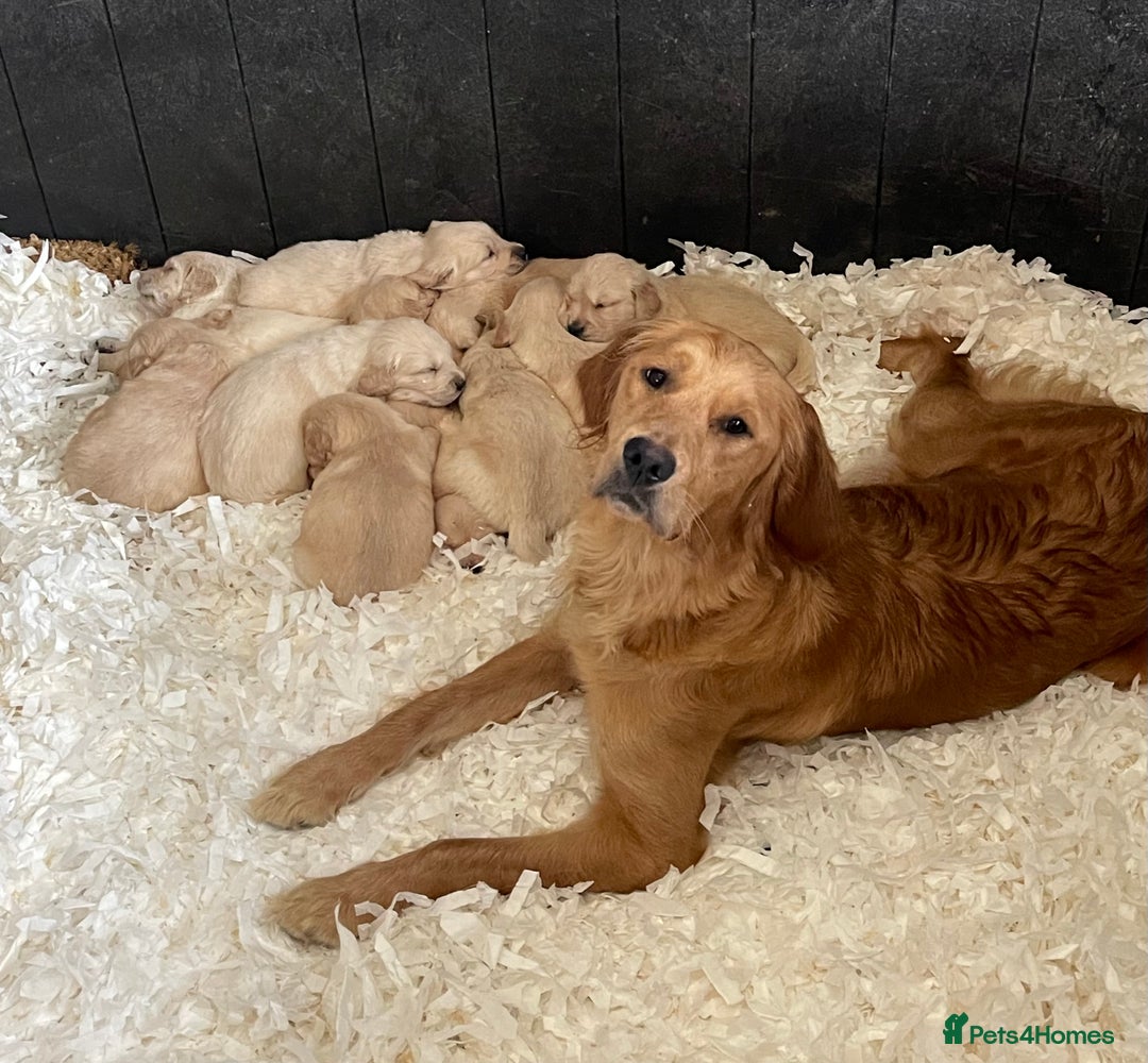 Golden Retriever dogs for sale: Beautiful litter of KC reg Golden Retriever pups  - Image 5