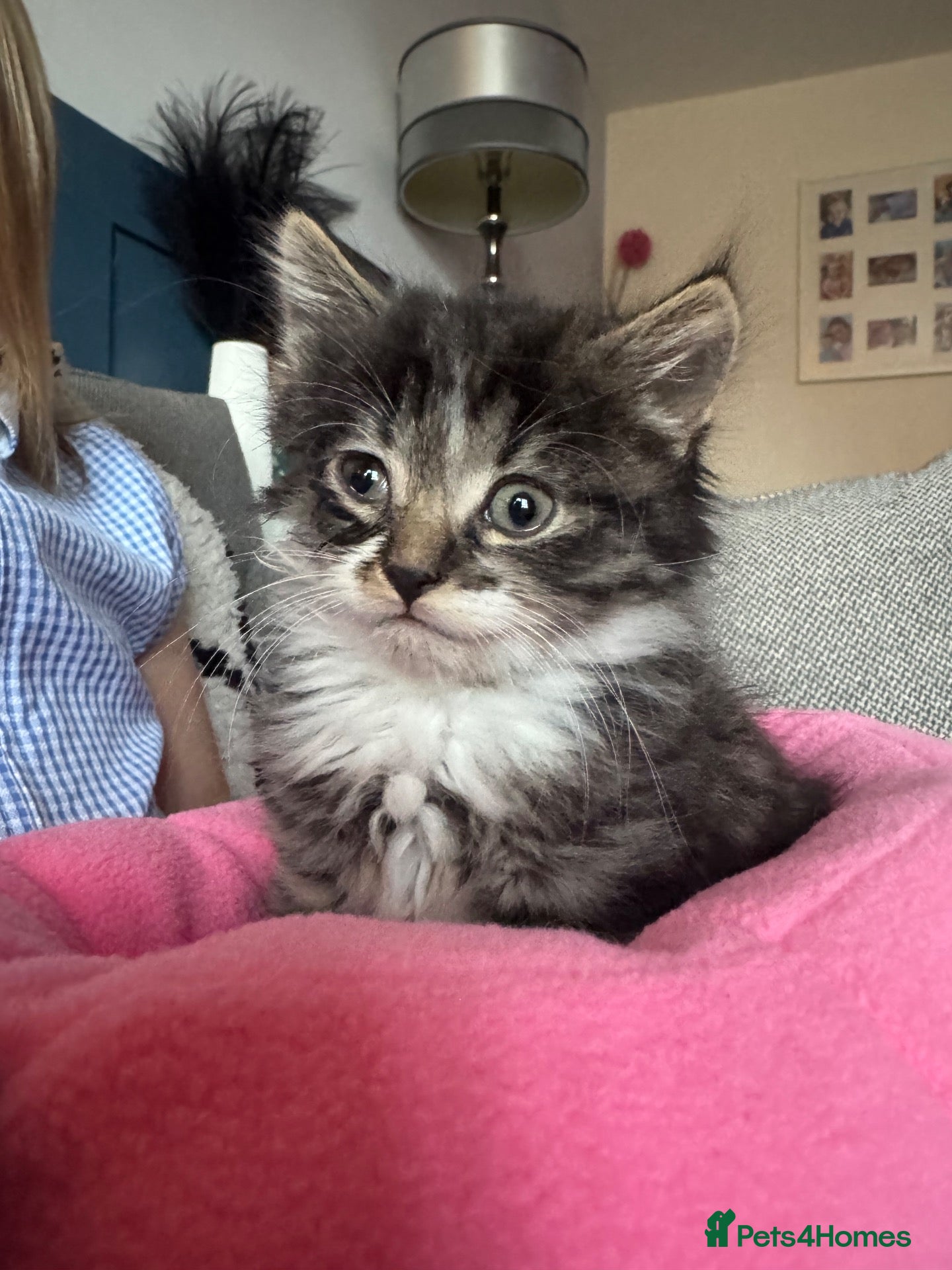 Mixed Breed cats Beautiful fluffy tabby girl  - Advert 1