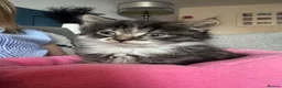 Mixed Breed cats for sale: Beautiful fluffy tabby girl  - Advert 1