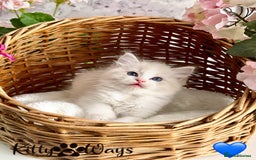 Ragdoll cats for sale: 🐾🩷*TICA REG* LYNX TABBY EU RAGDOLL KITTENS🩵🐾 - Image 18