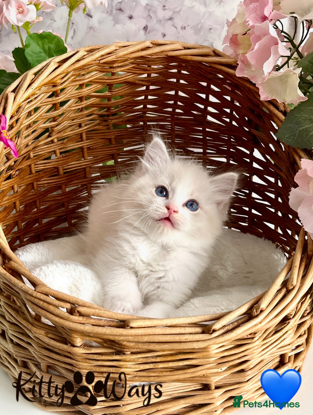 Ragdoll cats for sale: 🐾🩷*TICA REG* LYNX TABBY EU RAGDOLL KITTENS🩵🐾 - Image 18