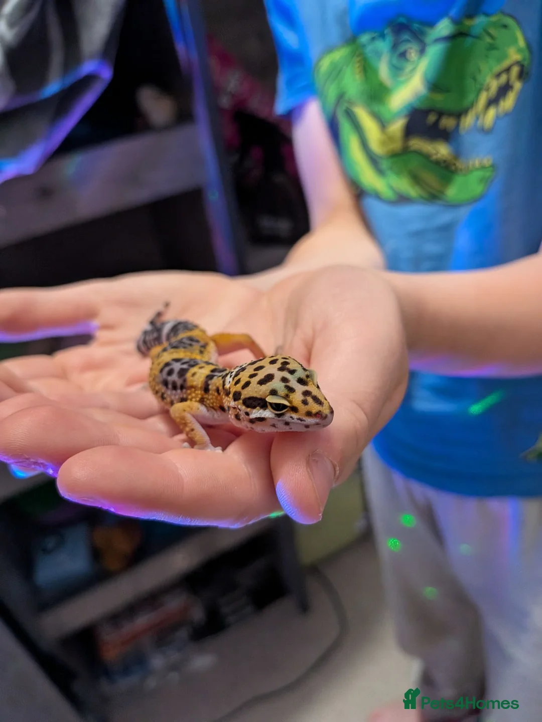Leopard Gecko reptiles for sale: Juvenile leopard gecko - Advert 2