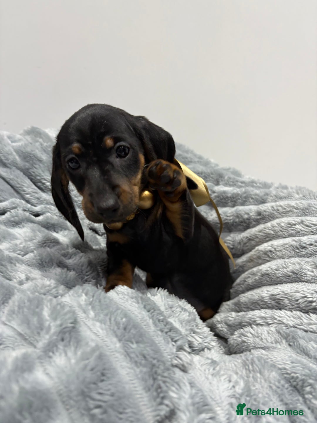 Miniature Dachshund dogs for sale: Gorgeous Miniature Dachshunds - Advert 6