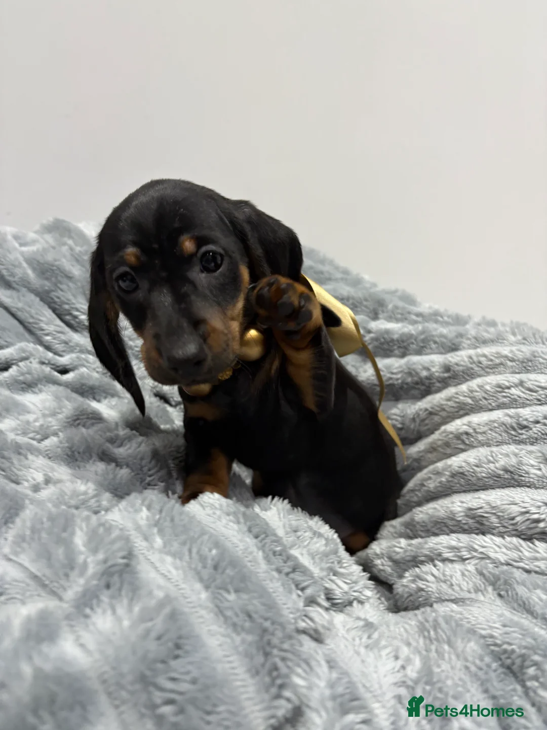 Miniature Dachshund dogs for sale: 💙One Boy ❤️One Girl Remaining Black & Tan  - Advert 8