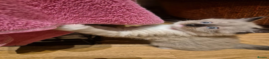 Mixed Breed Kitten 3