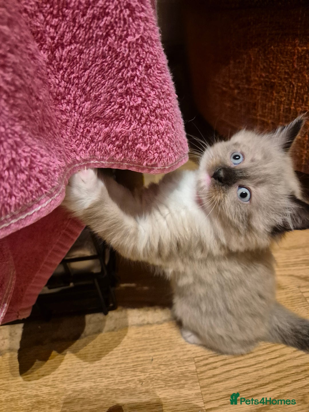 Mixed Breed cats for sale: Half Ragdoll kittens  - Advert 21