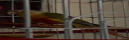 Conures birds for sale:  2 Beautiful conures for sale - Advert 1