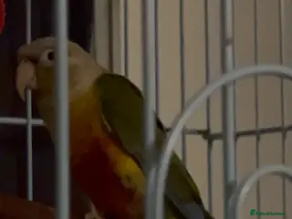 Conures birds 2 Beautiful conures for sale - Advert 10