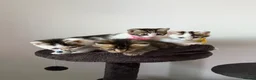 Ragcoon cats for sale: RAGCOONS ragdoll mainecoons - Advert 13