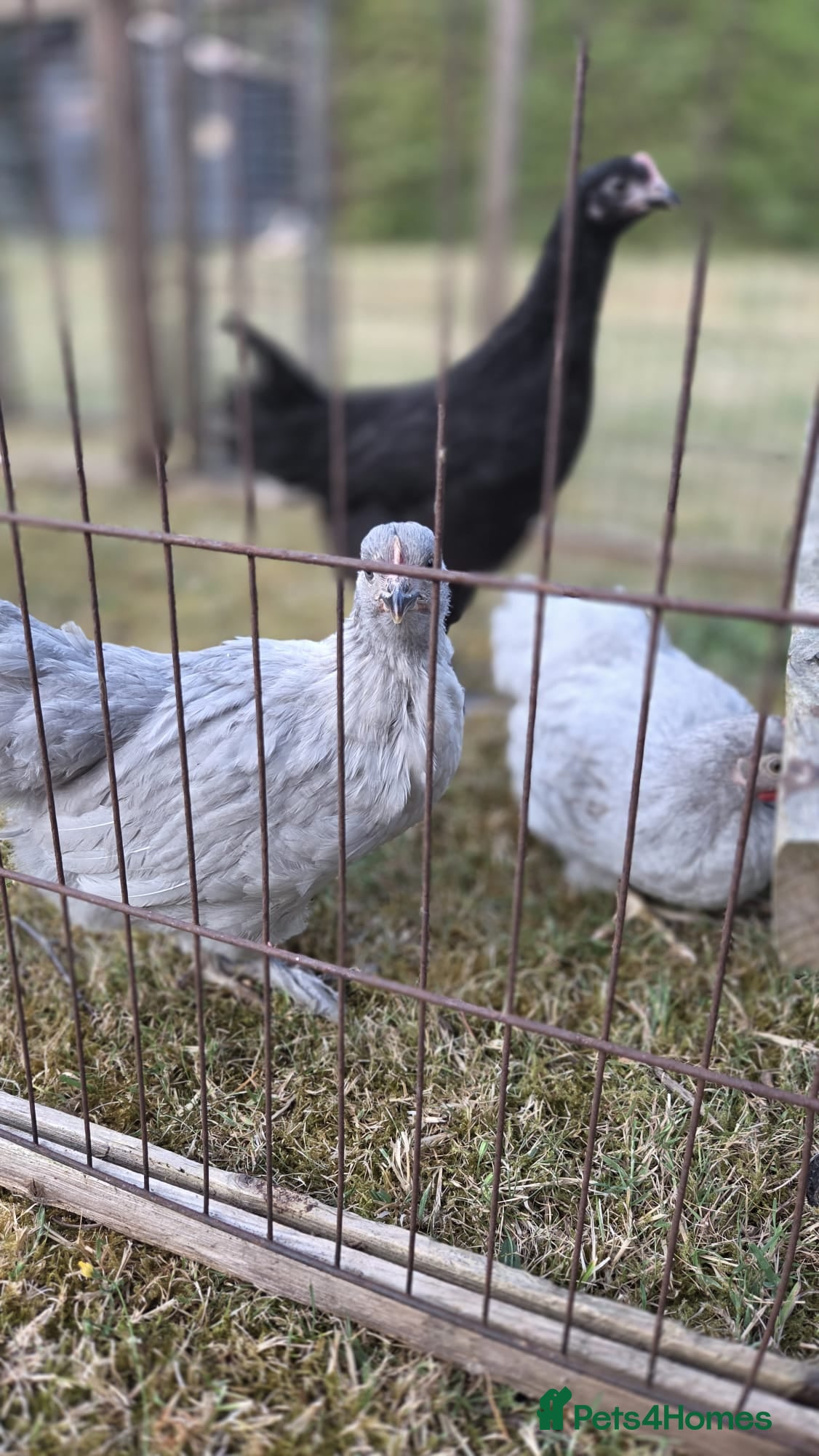 Chickens poultry Pekin lavender cuckoo bantams and burford brown  - Advert 7