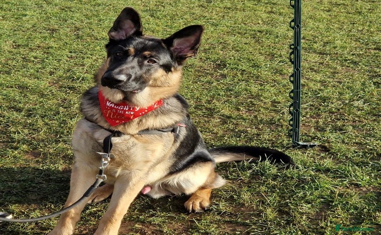 German Shepherd dogs - Advert 2
