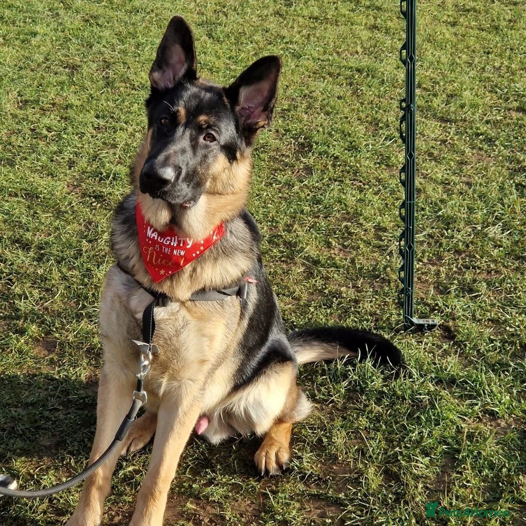 German Shepherd dogs for stud: German Shepherd for Stud - Image 1