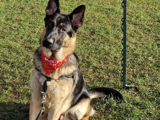 German Shepherd dogs - Advert 5