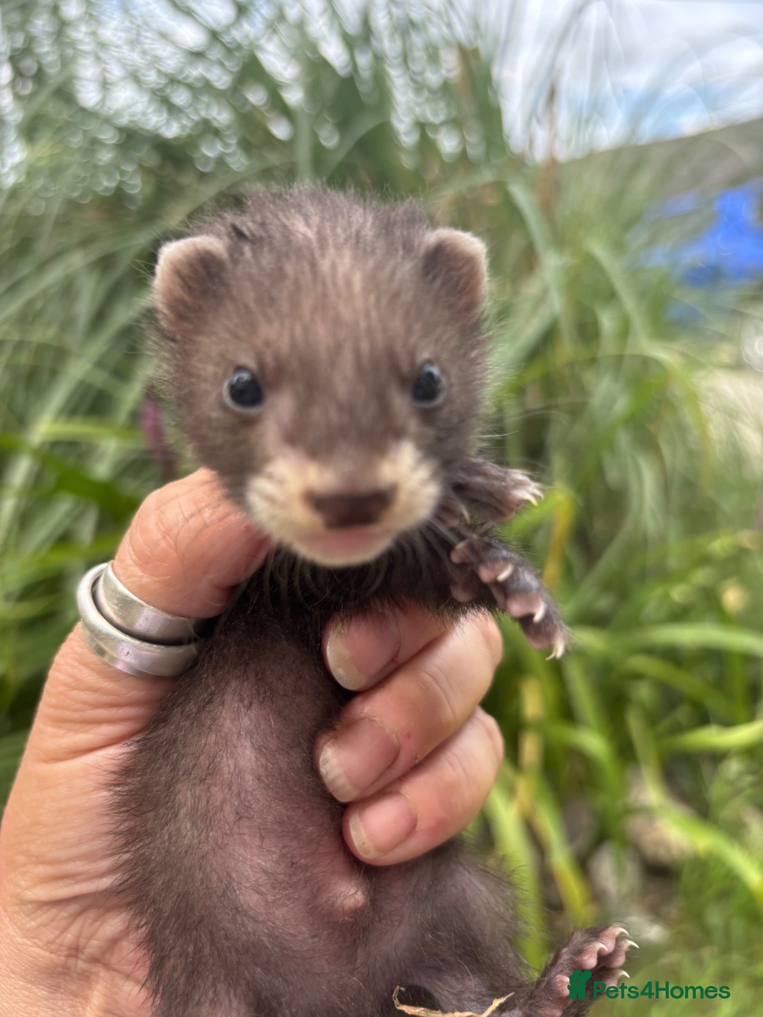 Ferret rodents Just 2 left! - Beautiful silver X polecat kits - Advert 1
