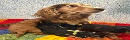 Cockapoo dogs for sale: Beautiful cockapoo puppies *licensed breeder* - Advert 2