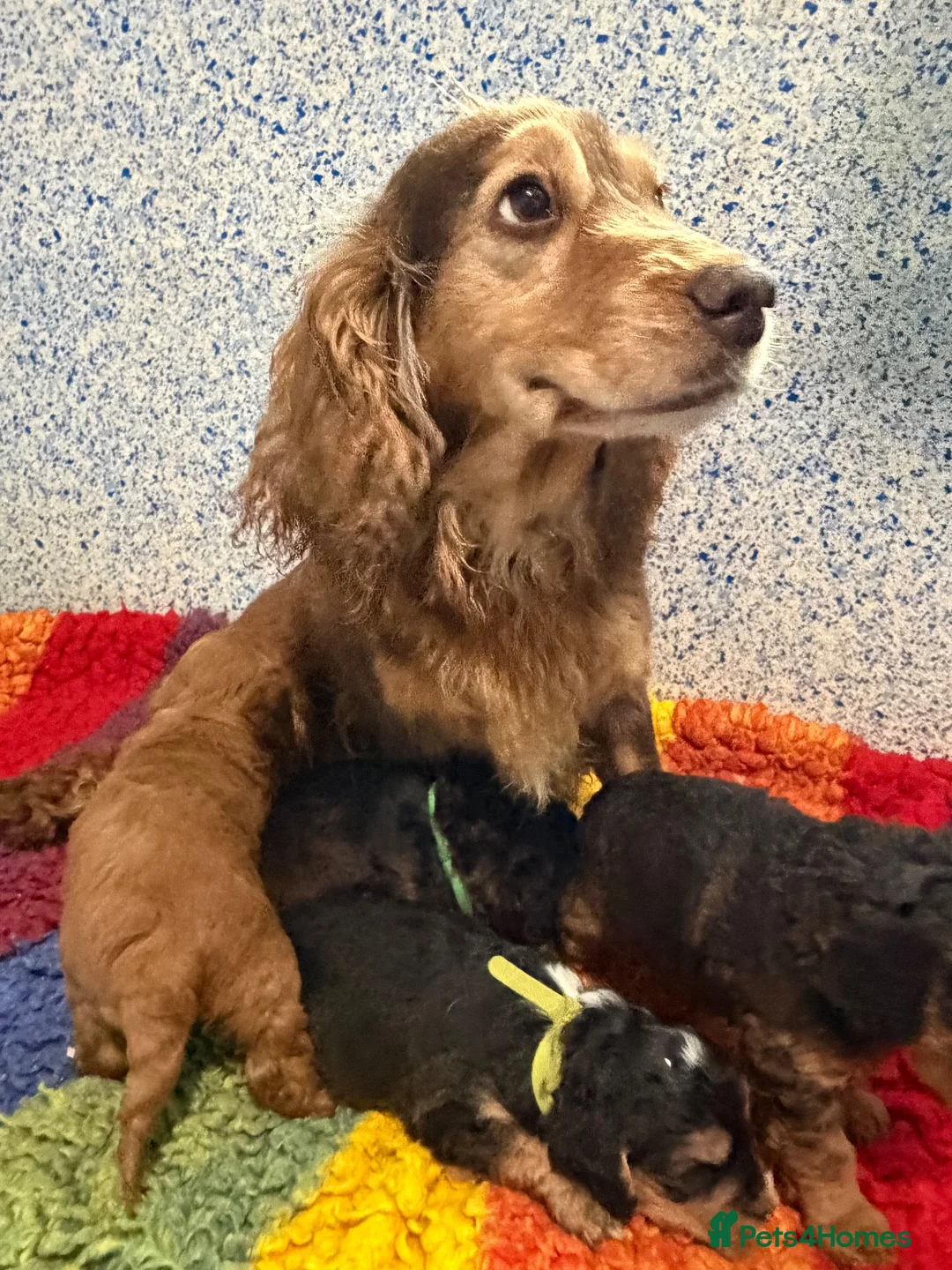 Cockapoo dogs for sale: Beautiful cockapoo puppies *licensed breeder* - Advert 2