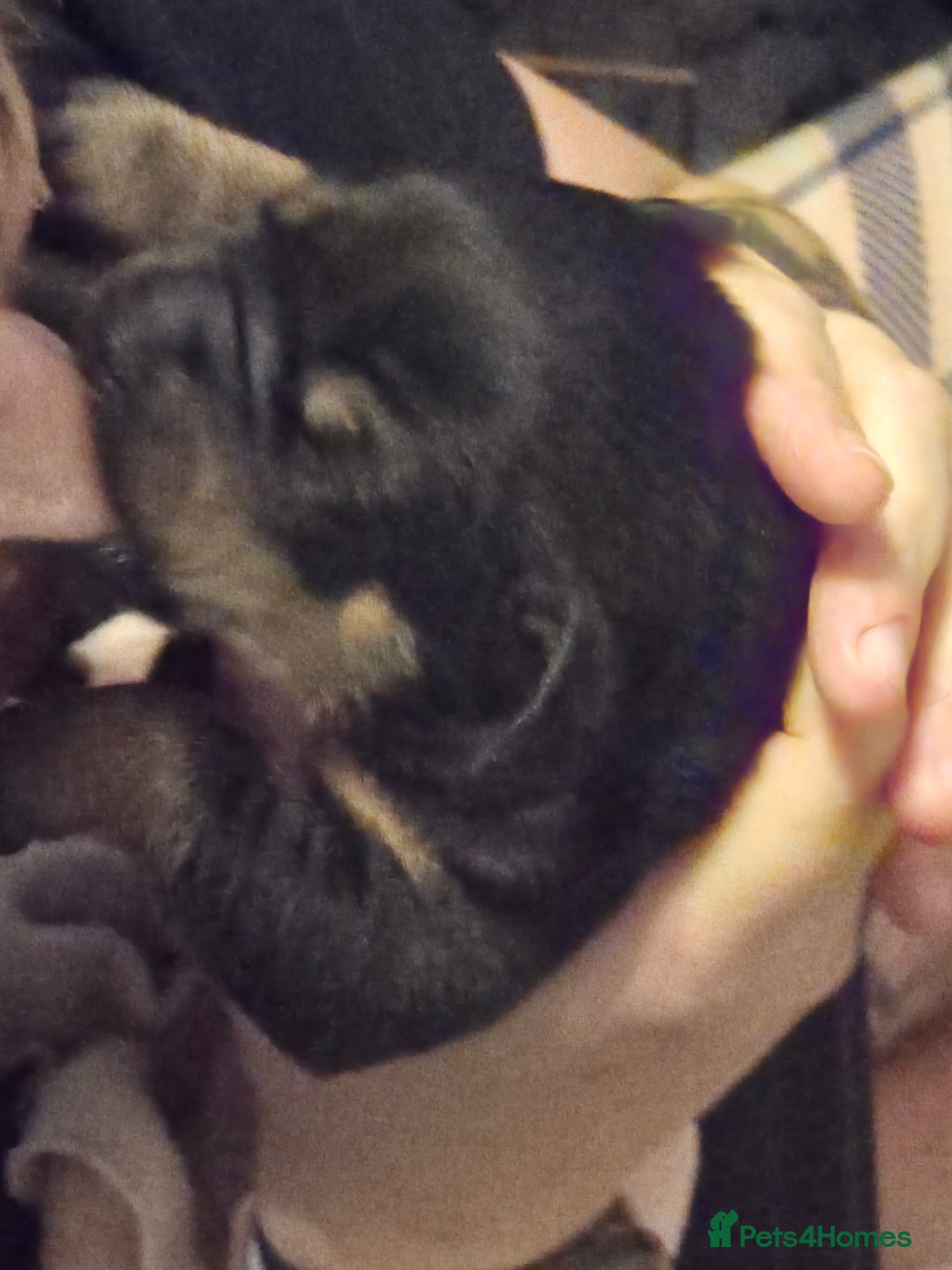 Rottweiler dogs for sale: 2 female rottweiler pups - Advert 8