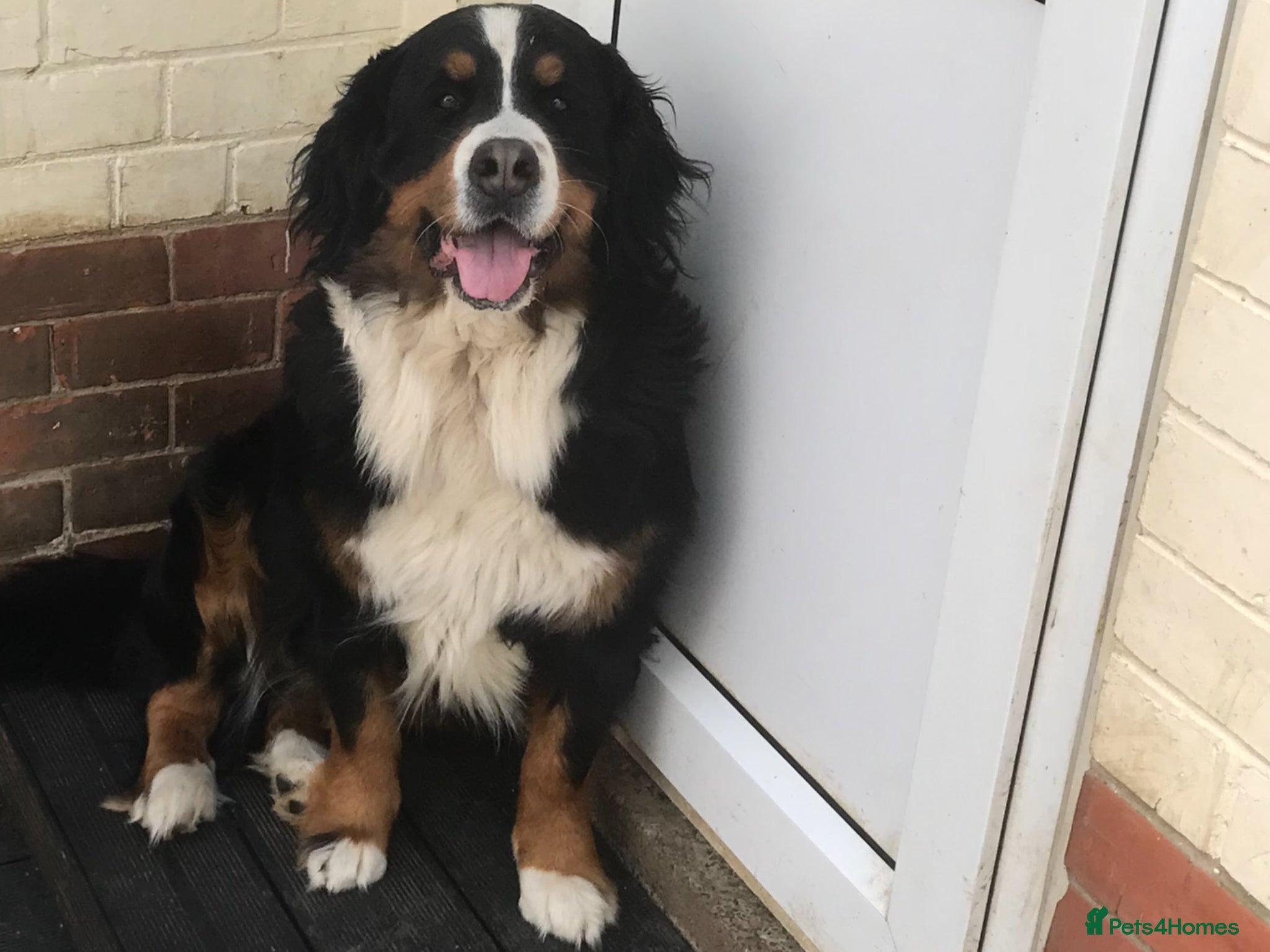 Bernese Mountain Dog dogs Gracie - Advert 16