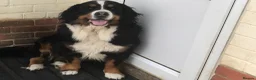 Bernese Mountain Dog dogs for sale: Gracie - Advert 1