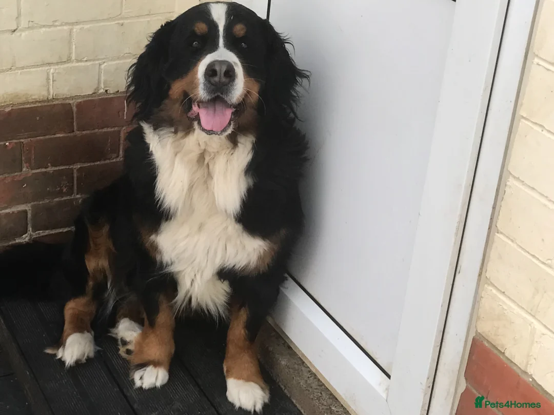 Bernese Mountain Dog dogs for sale: Gracie - Advert 1