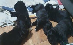 Mixed Breed dogs for sale: 3 beautiful bitches - Image 11