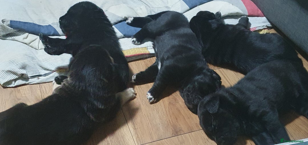 Mixed Breed dogs for sale: 3 beautiful bitches - Image 11