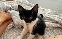 British Shorthair cats for sale: Very affectionate boy  - Image 5