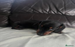 Miniature Dachshund dogs for sale: Gorgeous mini dachshund puppies  - Image 7