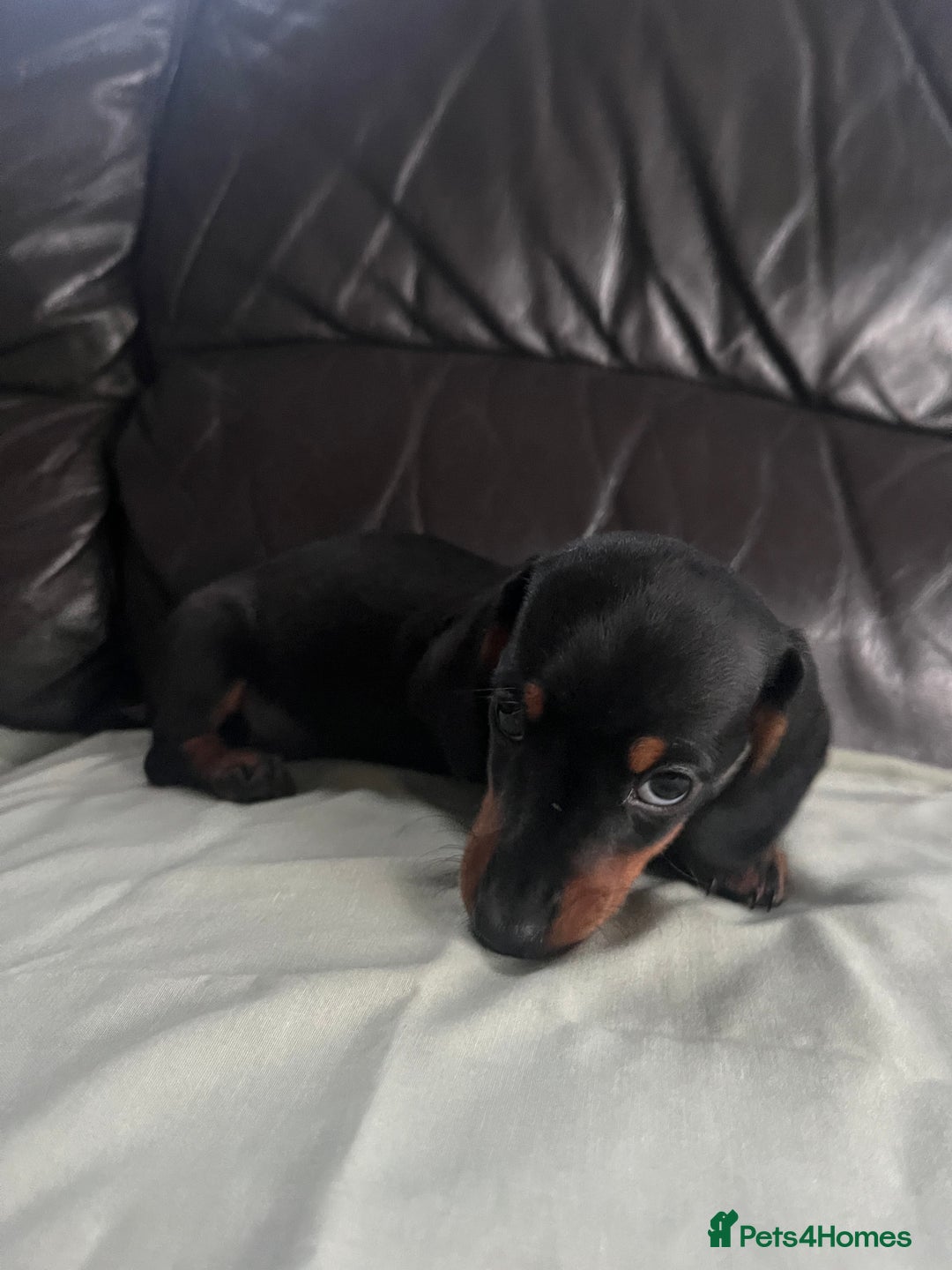 Miniature Dachshund dogs for sale: Gorgeous mini dachshund puppies  - Image 7