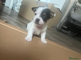 Mixed Breed dogs Small and cute jack Russell girl - Advert 6