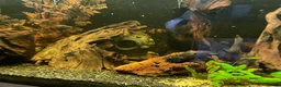 Loaches fish for sale: 4ft aquarium fish tank - Advert 9