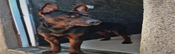 Chinese Red Dog dogs for sale: Chinese red dog puppies due 26/08/2026  - Advert 3