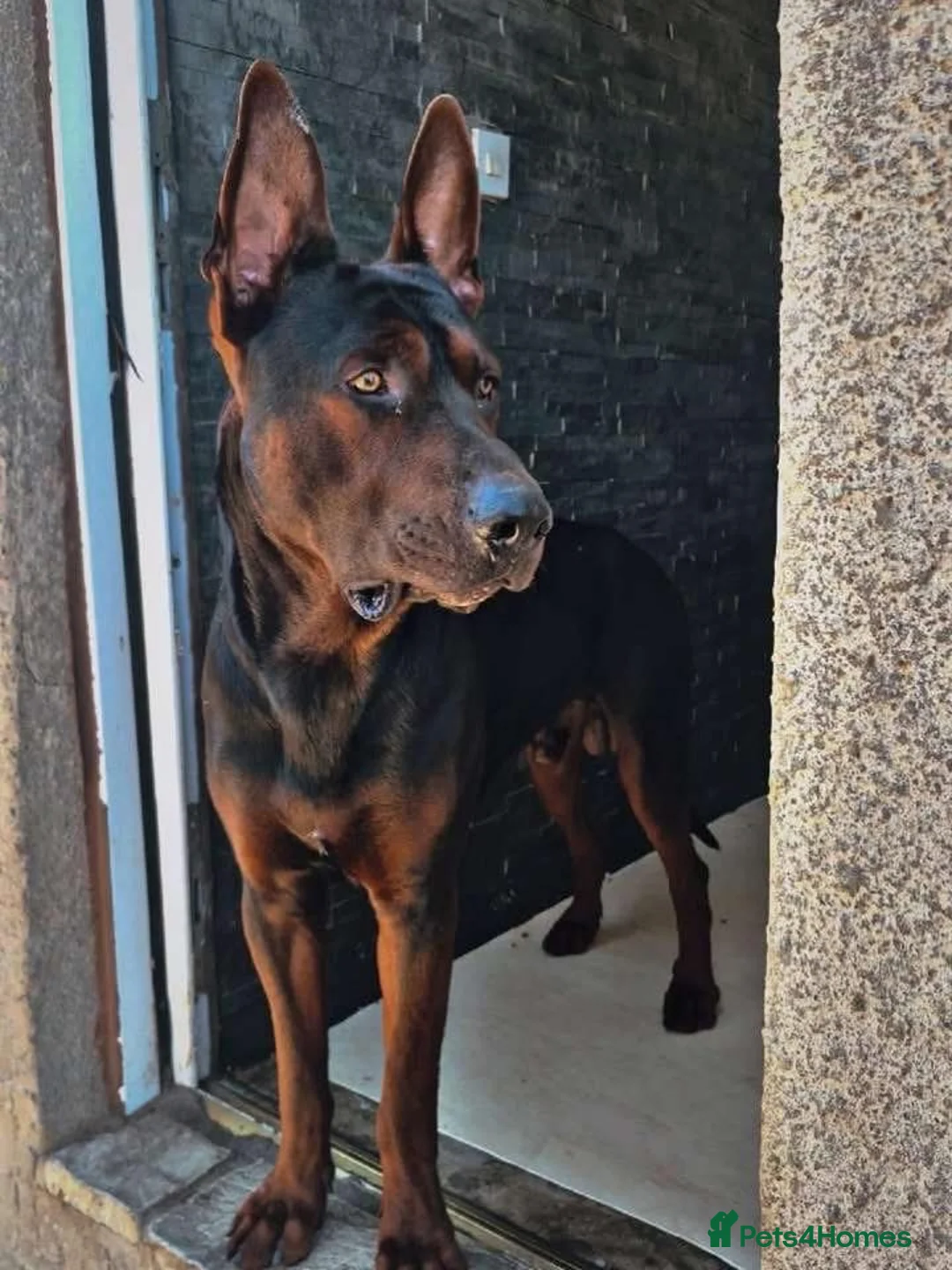 Chinese Red Dog dogs for sale: Chinese red dog puppies due 26/08/2026  - Advert 3
