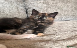 Ragdoll cats for sale: Calico Ragdolls - Image 3