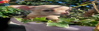Chihuahua 4
