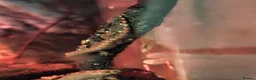 Gecko reptiles for sale: Mourning geckos, Lepidodactylus lugubris in Hereford - Advert 4