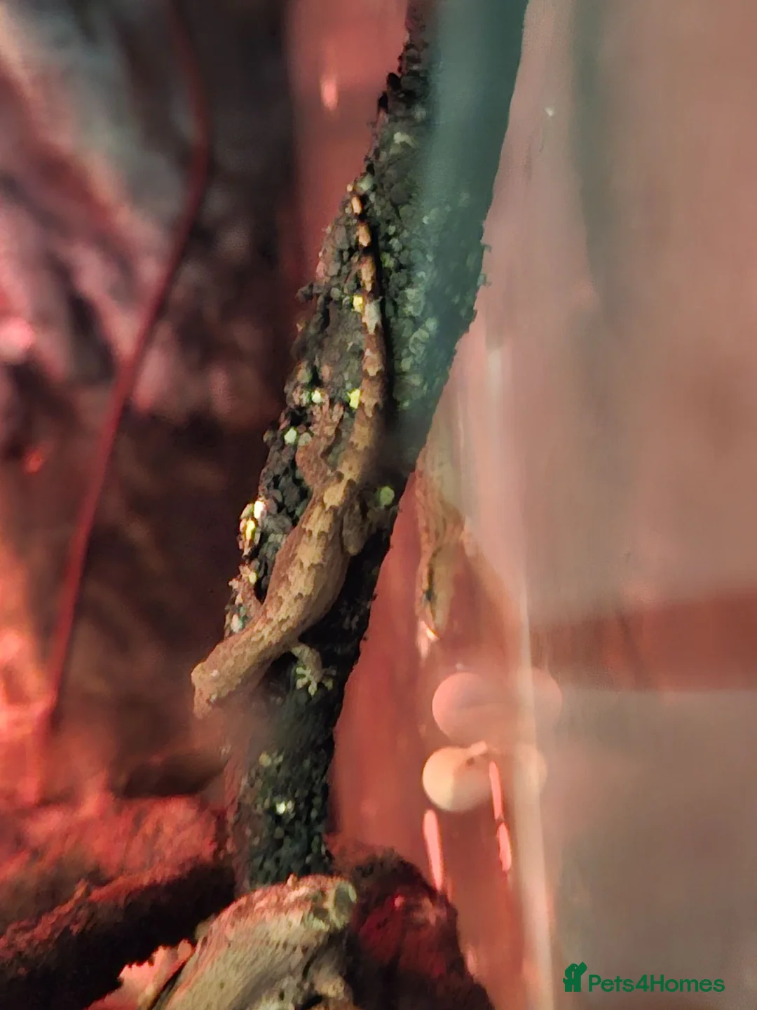 Gecko reptiles for sale: Mourning geckos, Lepidodactylus lugubris in Hereford - Advert 4