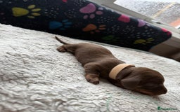 Miniature Dachshund dogs for sale: Miniature daxies - Advert 18