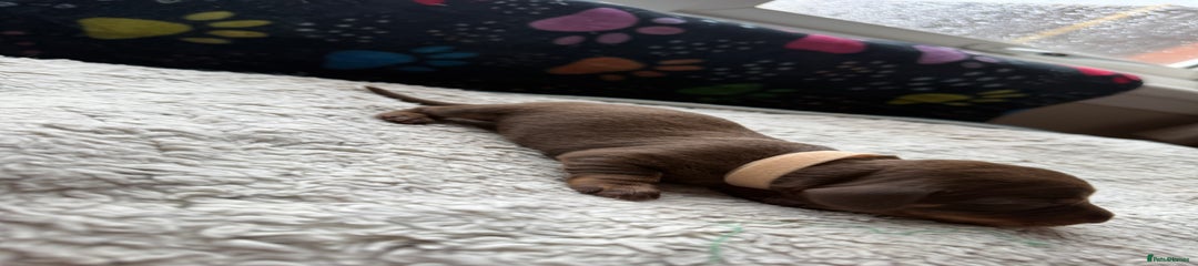 Miniature Dachshund Puppy 2