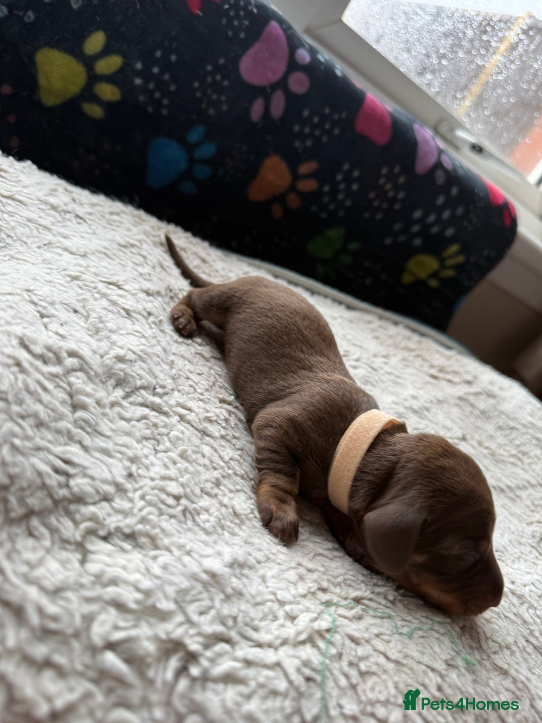 Miniature Dachshund dogs for sale: Miniature daxies - Advert 18