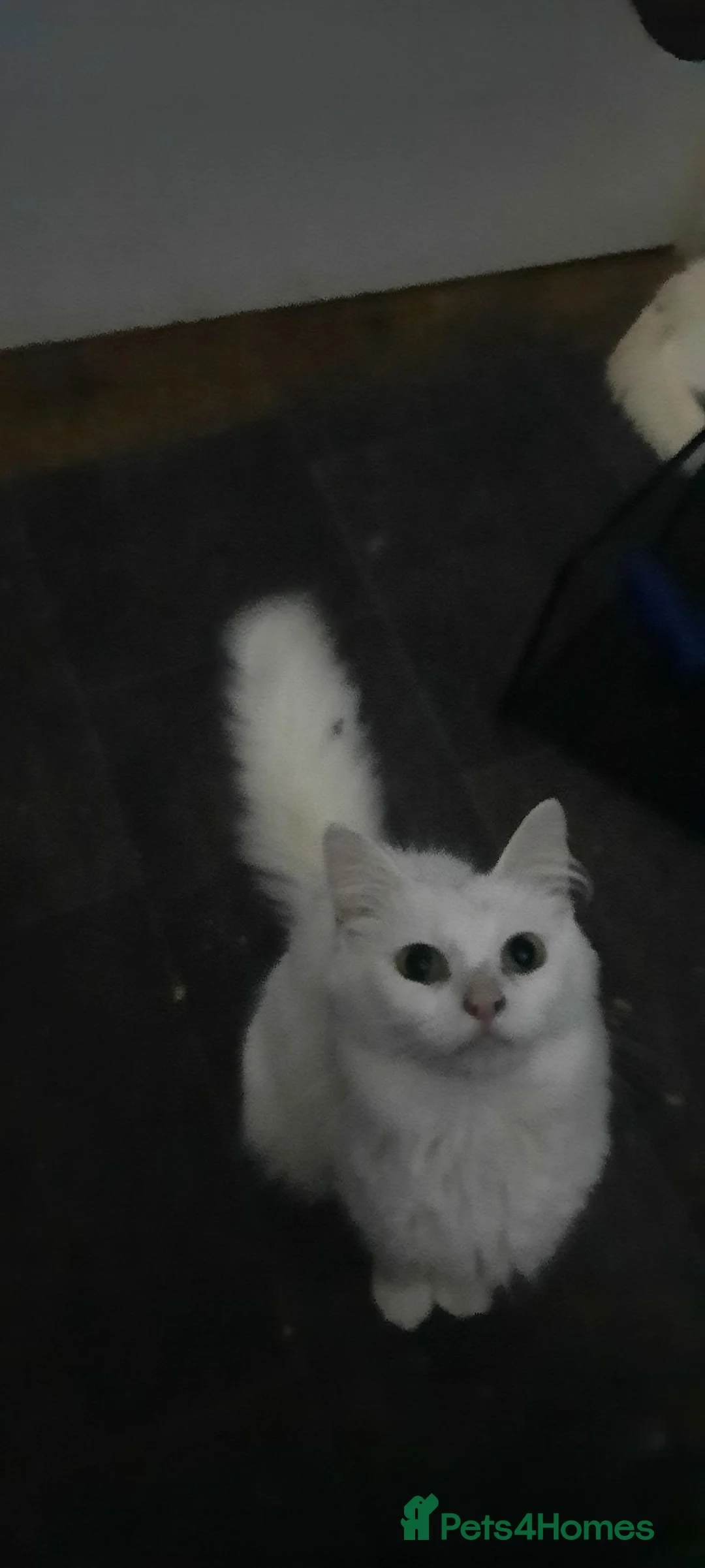 Ragdoll cats for sale: Gorgeous ragdoll cross for sale in Montrose - Advert 3
