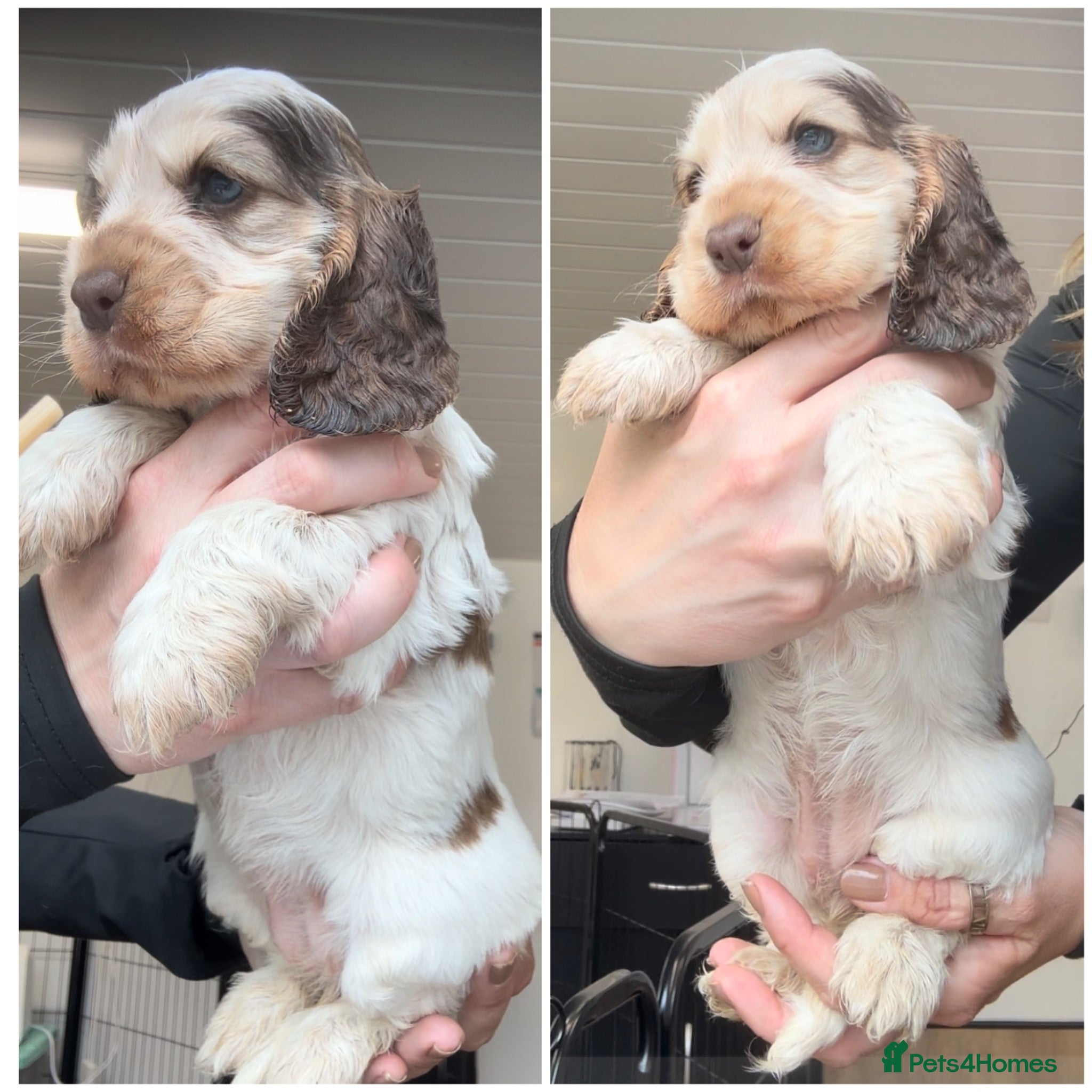 Cocker Spaniel dogs KC Registered Sable Show cocker spaniels  - Advert 2