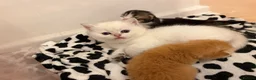 British Longhair cats for sale:  NY12 GOLDENSHADED White colour point  - Advert 28