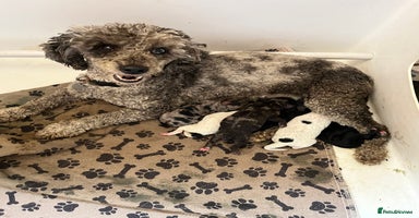 Miniature Poodle dogs - Advert 5