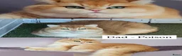 British Shorthair cats for sale: VET BRED LAP CAT GOLDEN BSH GCCF - Advert 2