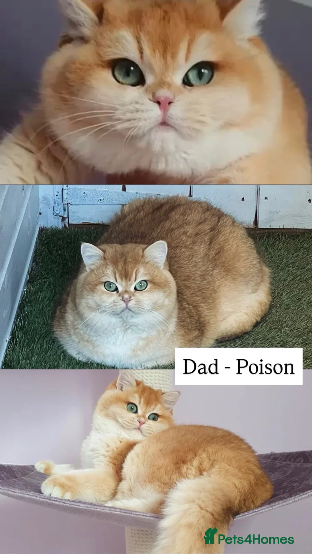 British Shorthair cats for sale: VET BRED LAP CAT GOLDEN BSH GCCF - Advert 2