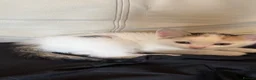 Mixed Breed cats for sale: Cute Playful Kittens Looking for New Homes 🐾 - Advert 4
