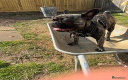French Bulldog dogs for sale: Rehome - Advert 3