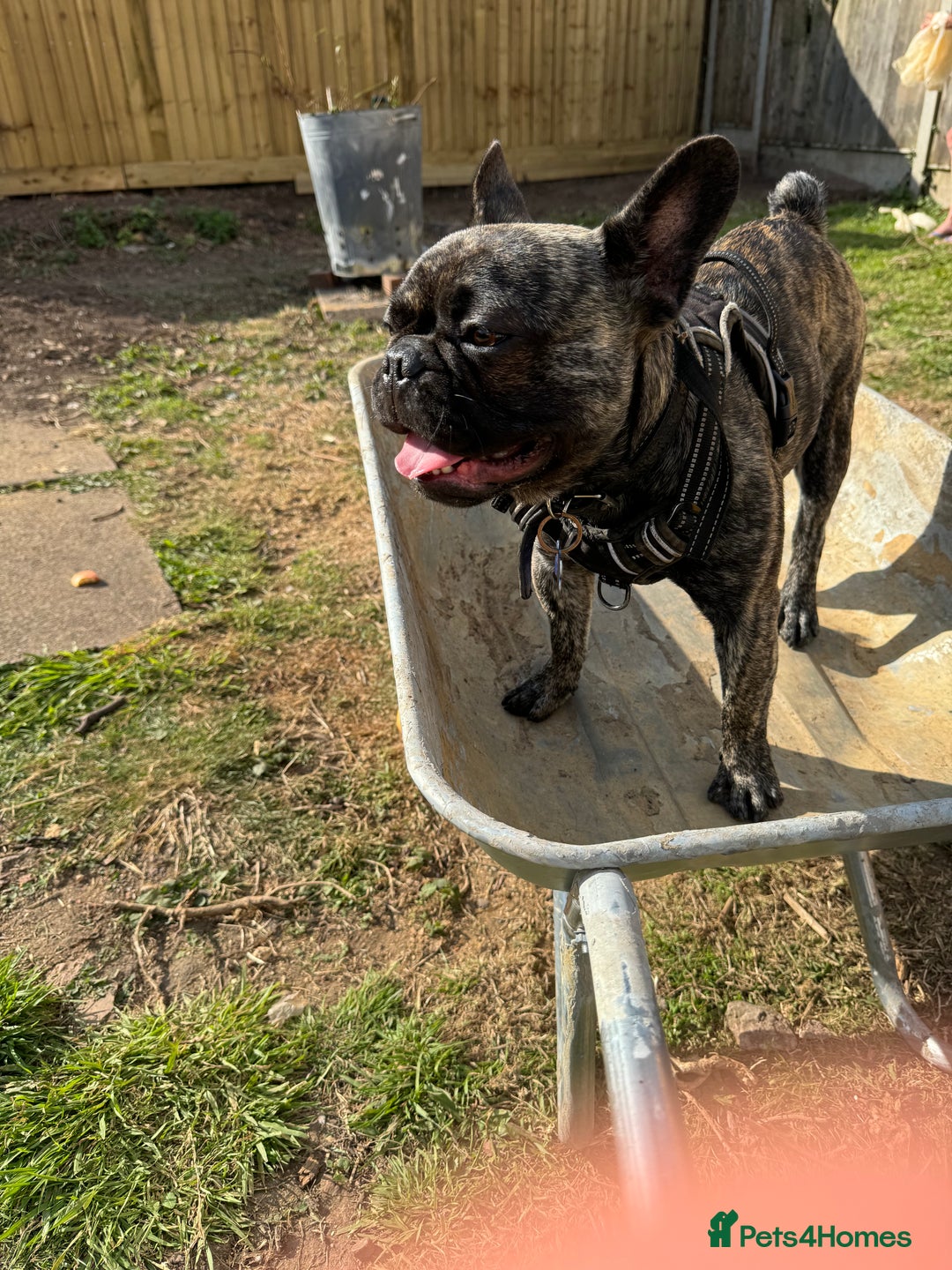 French Bulldog dogs for sale: Rehome - Advert 3
