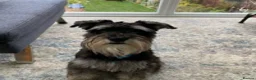Miniature Schnauzer dogs for stud: MS Stud KC registered in Bradford - Advert 4